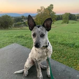 Meet your Posher, Sam